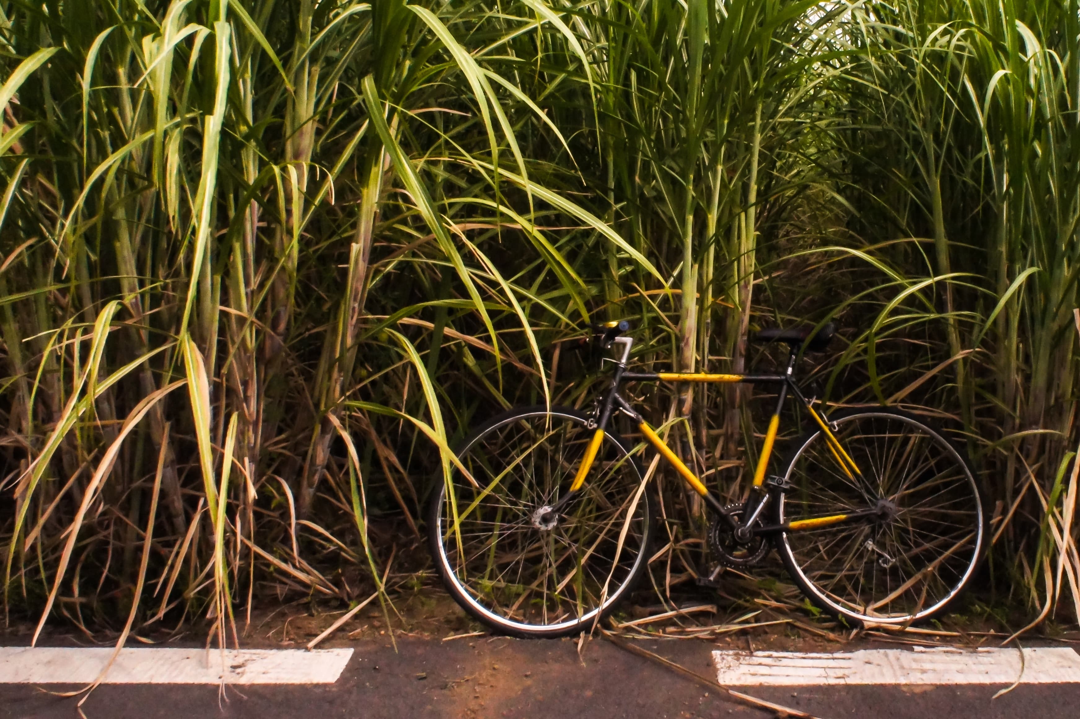 bike on cane